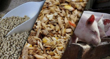 Jak vyrobit krmnou směs pro prasata vlastníma rukama doma, složení a proporce